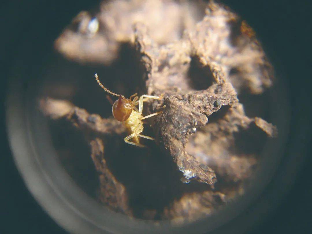 翘鼻象白蚁的兵蚁,它们额部向前延伸成为象鼻状,可以喷射毒液(冉  