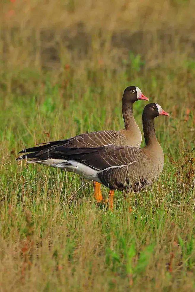 【寒露】秋桐故叶下 ,寒露新雁飞