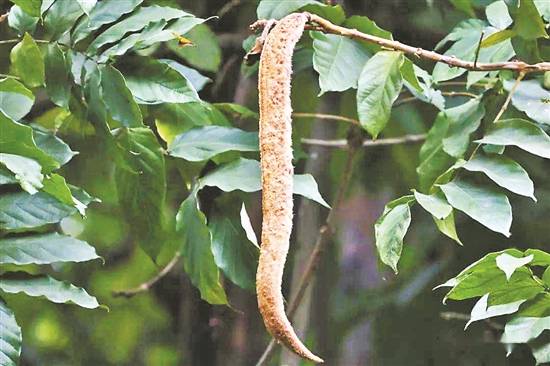 华南|尖叶猫尾木自带“猫尾”