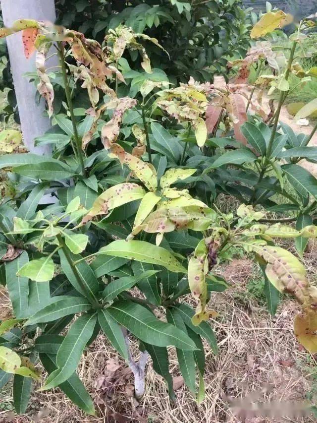 芒果花期霜霉病防治图片