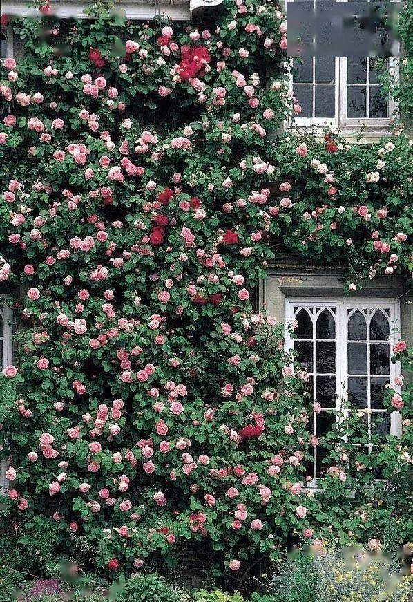 19款爬藤植物随便种一棵美翻整个家