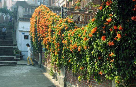它们这些爬藤植物要是上了墙头真能开出一片花海
