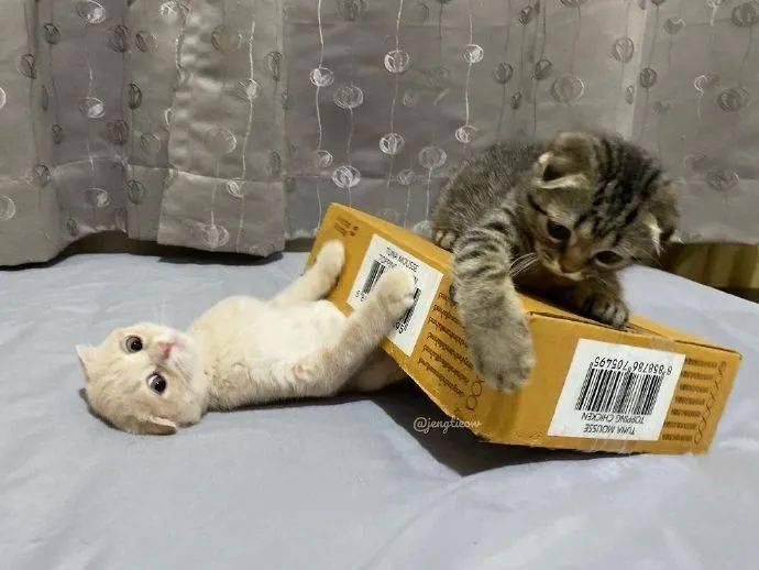小白两只狸花猫一同欺负小白猫，太过分了