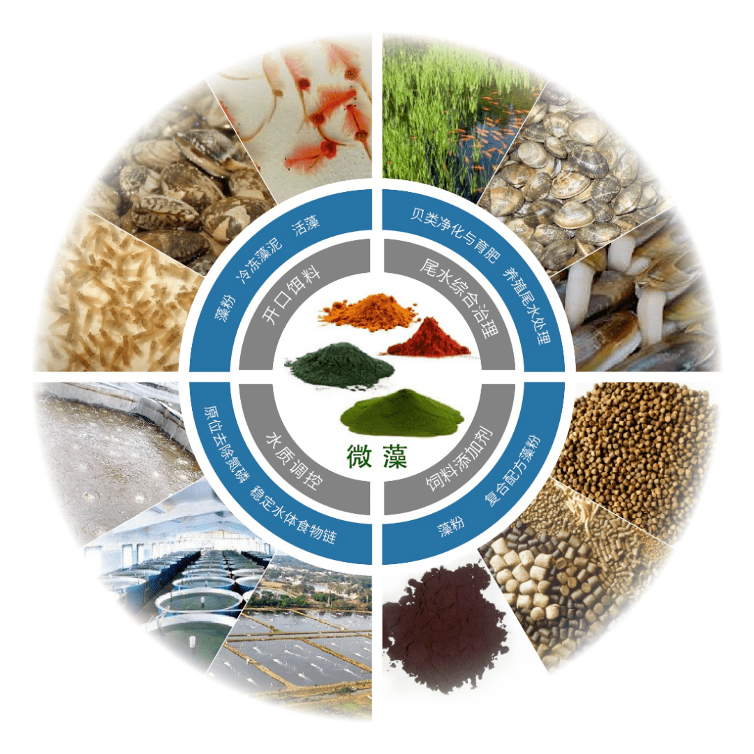 微藻与水产美味之间那些你不知道的事儿丨水经新注