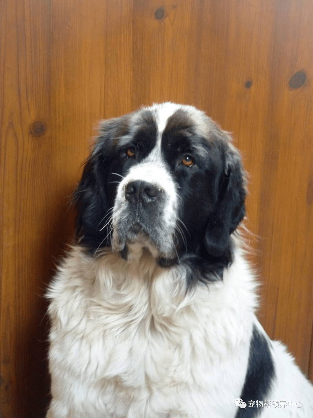 看着被病魔折磨的maggie,主人心里很难受,就 在考虑要不要为狗狗做