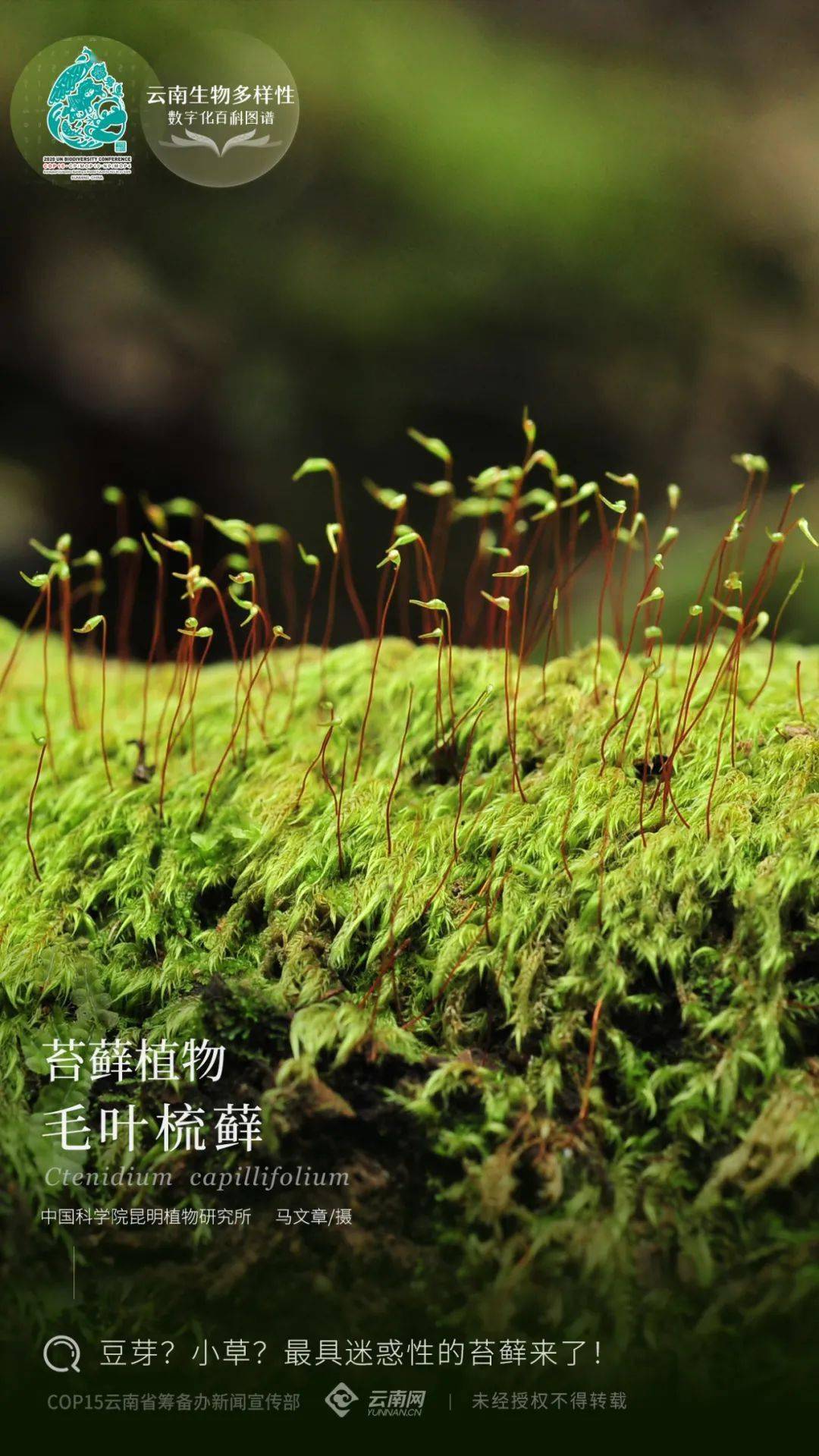 【云南生物多样性数字化百科图谱】毛叶梳藓:豆芽?小草?
