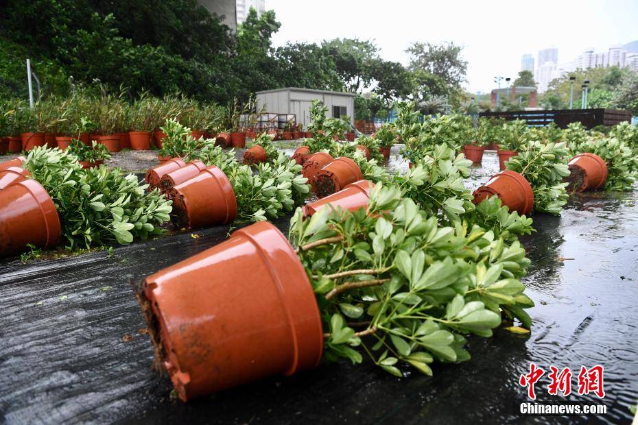 香港八号风球生效 市民外出观浪消遣