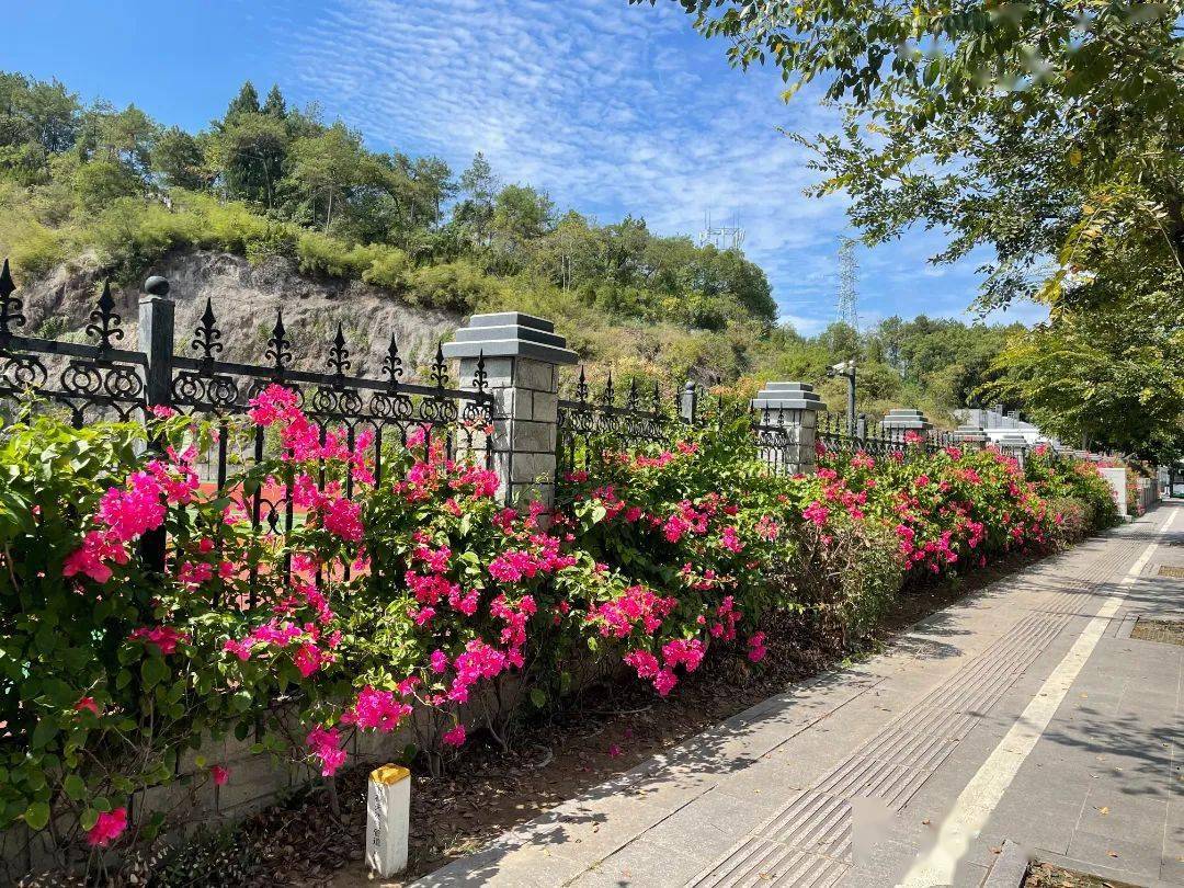 麗水市區這些花牆等你打卡,刷爆朋友圈~_圍牆