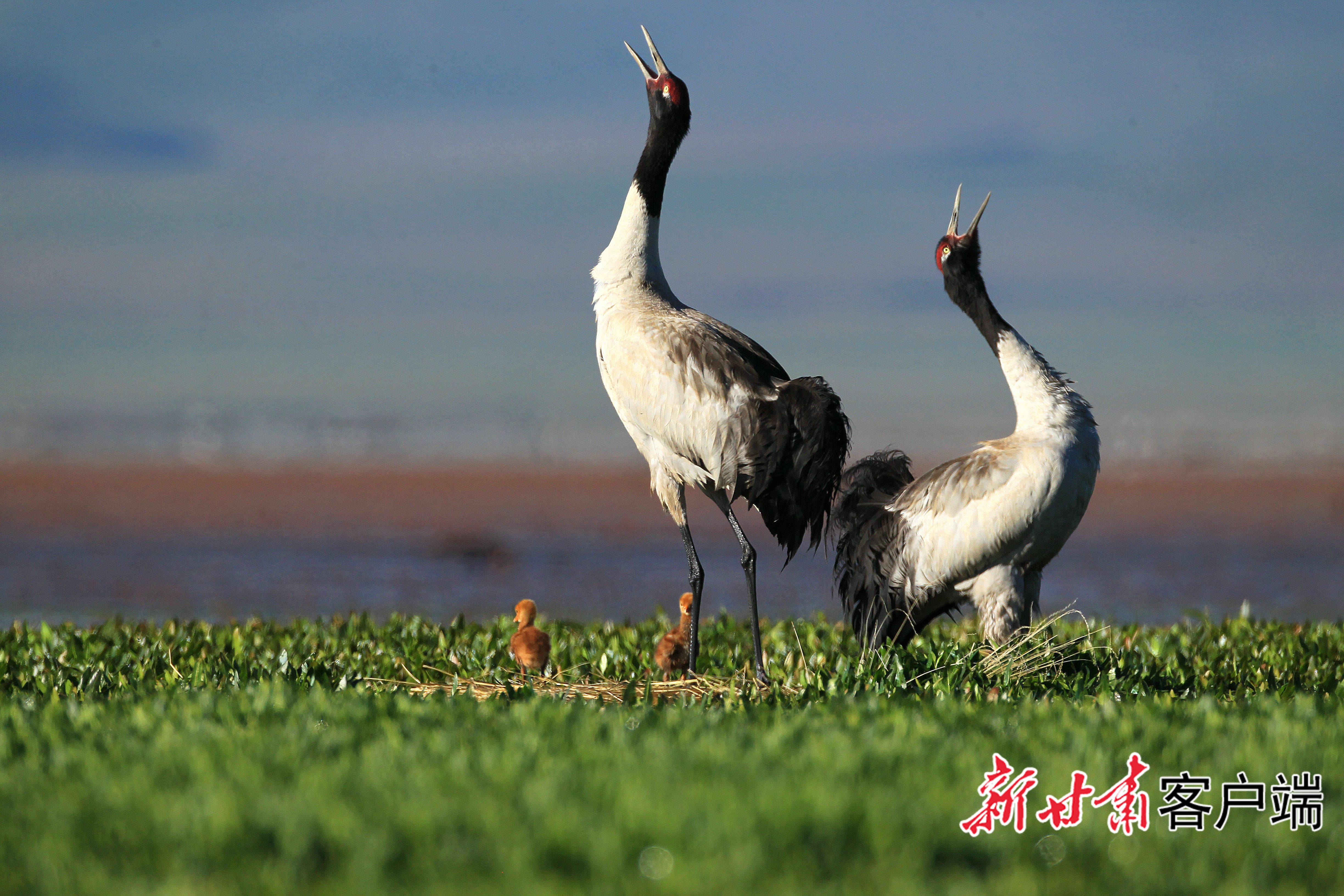 屏障|甘南：绿水青山筑起生态屏障