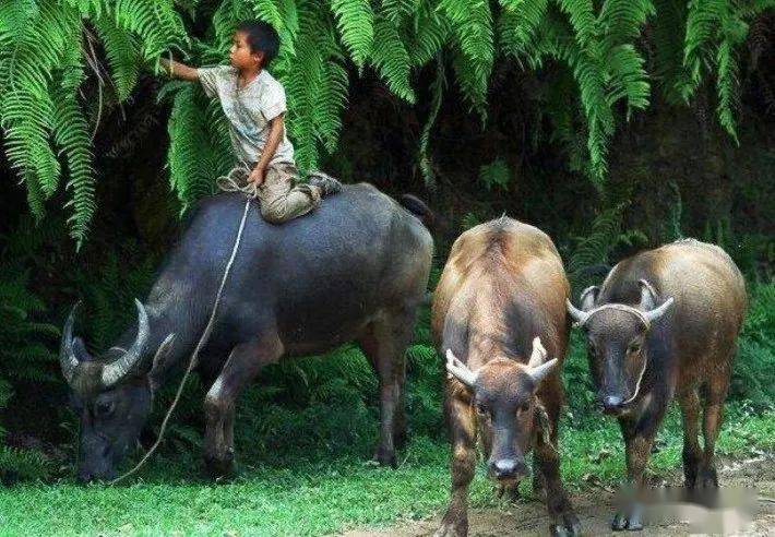 放牛作者杨西林