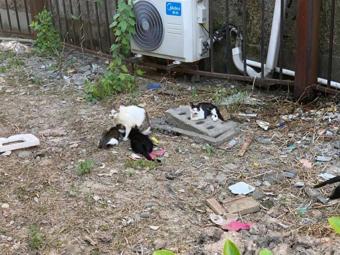 推土机|在推土机开进来后，我才看到了这座“花园”