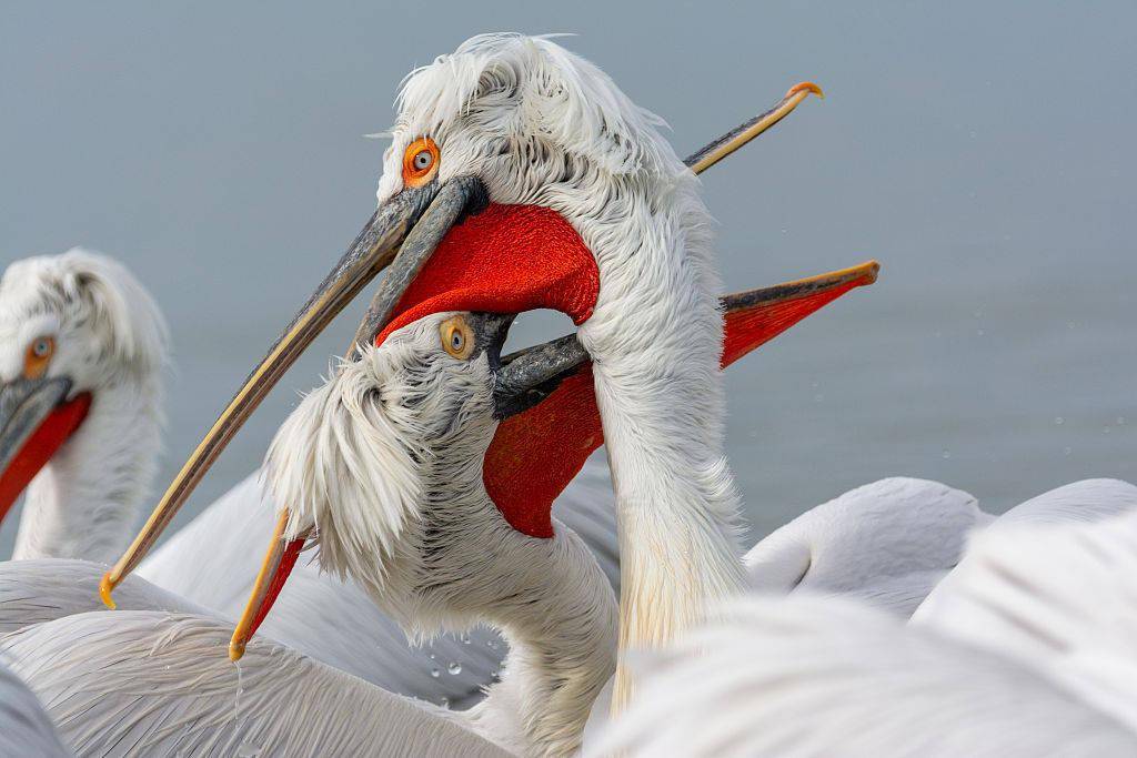 巨型鹈鹕展翅争美食宛若上演水上芭蕾