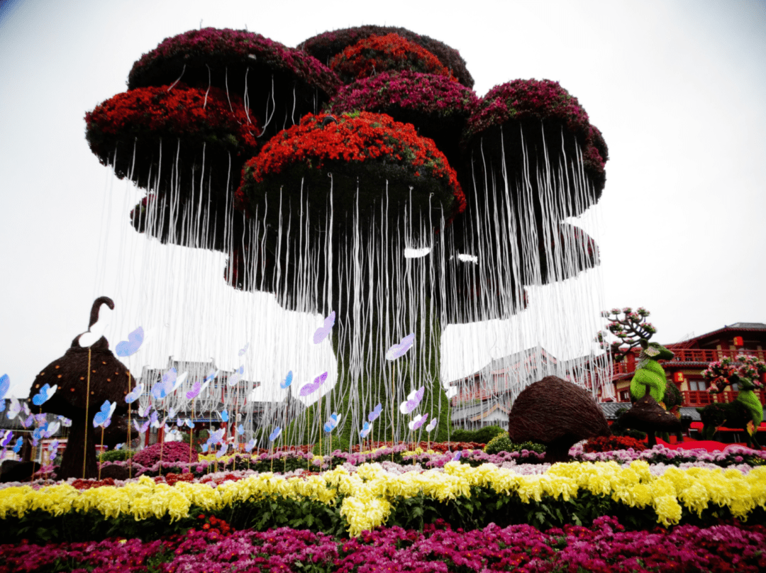 已经展露芳容2021年的菊花布展盛景随处花团锦簇时下在开封街头逛一逛