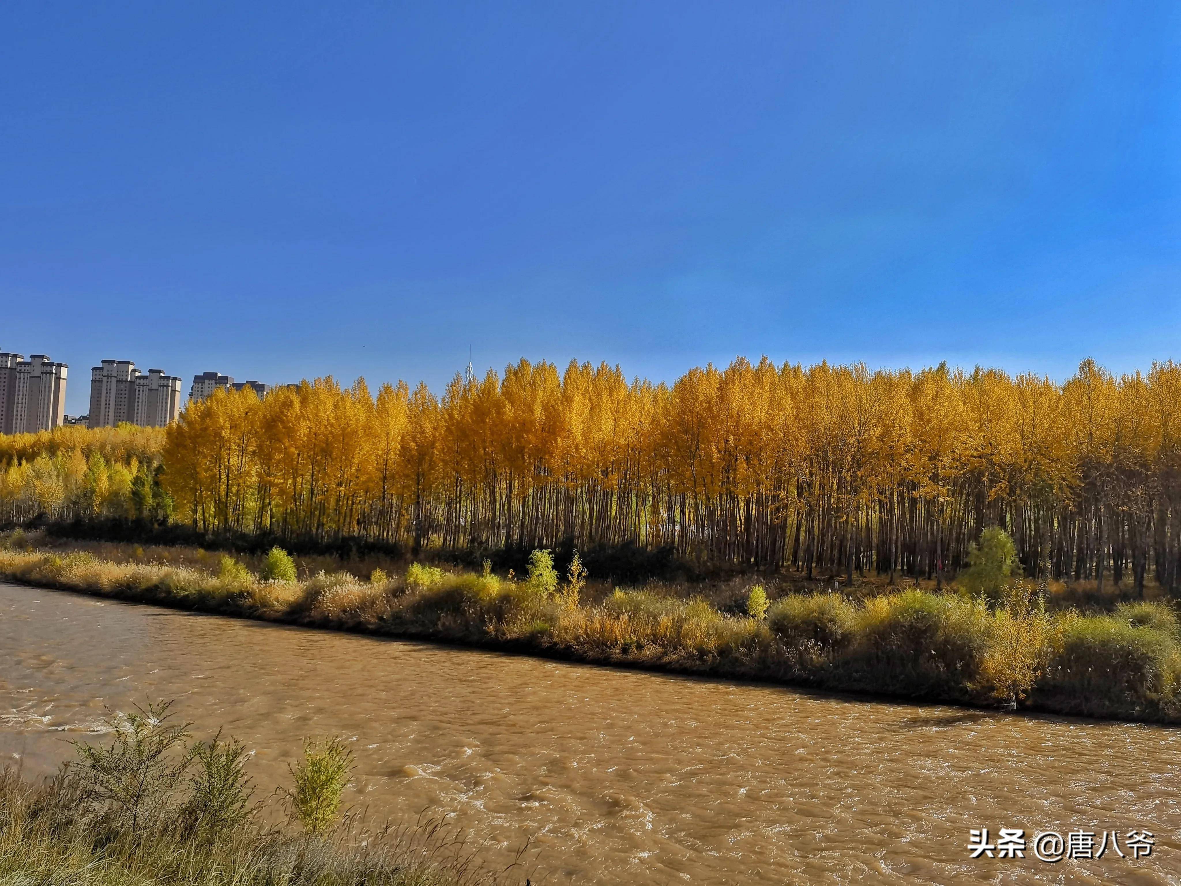 秋染湟水河两岸,人与自然形成了一幅和谐的画面