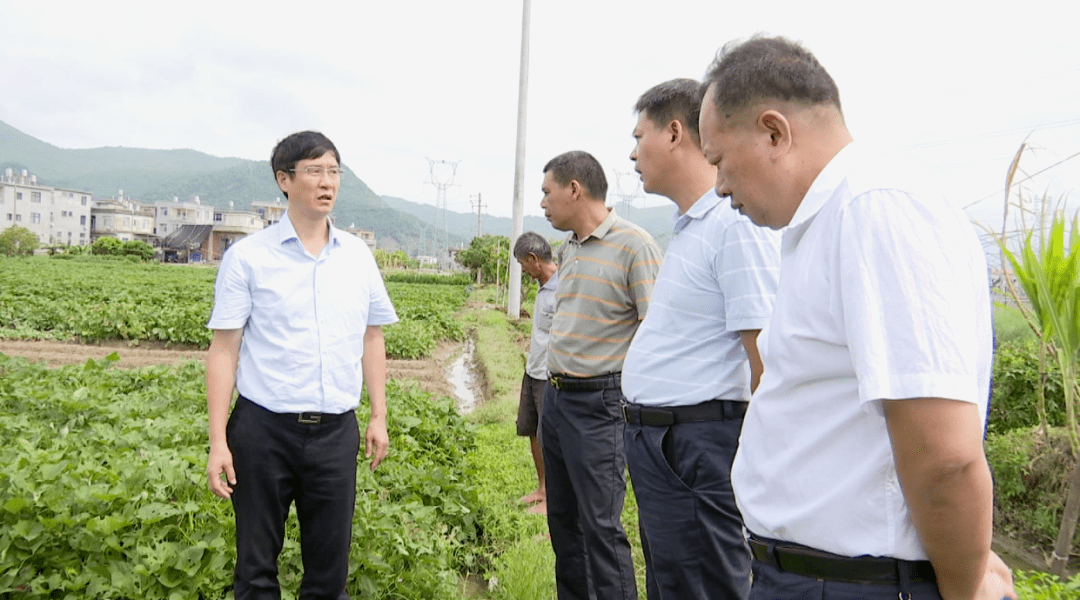 市领导到云霄县调研推进秋季粮食生产工作