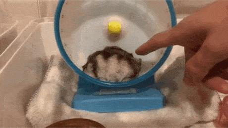 揭秘仓鼠的肢体语言