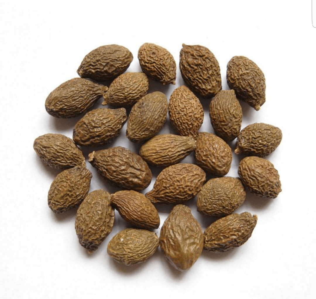 兴隆南药园带您探秘神奇的热带药用植物