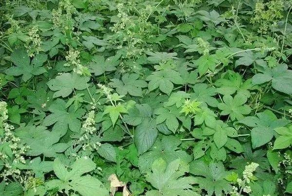 上海|十月需警惕花粉过敏