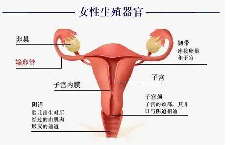妇幼健康这份女性私处保健指南请收下
