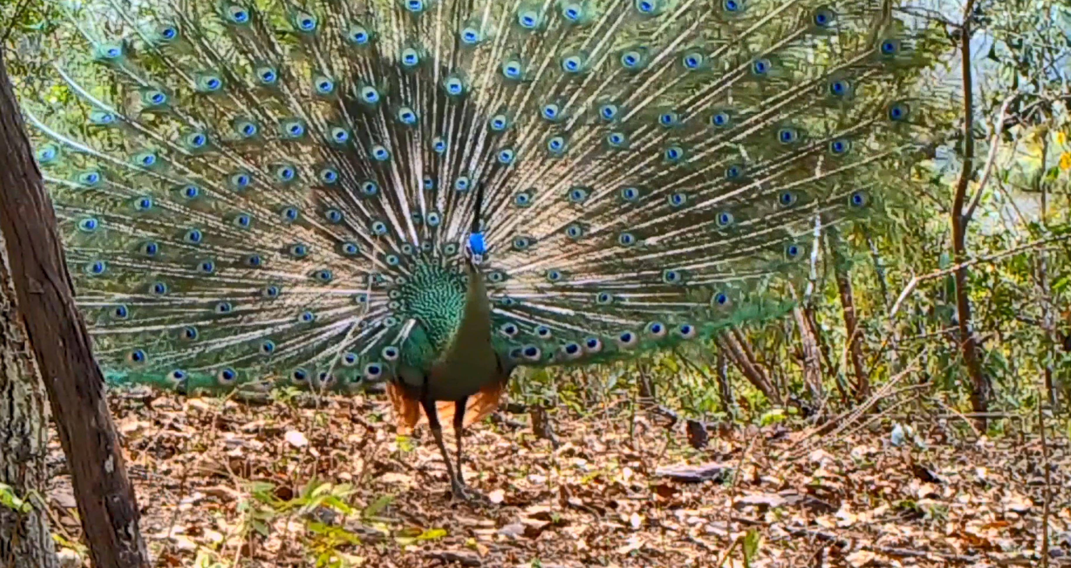 保护珍稀濒危物种云南发布20项野生动物保护地方标准
