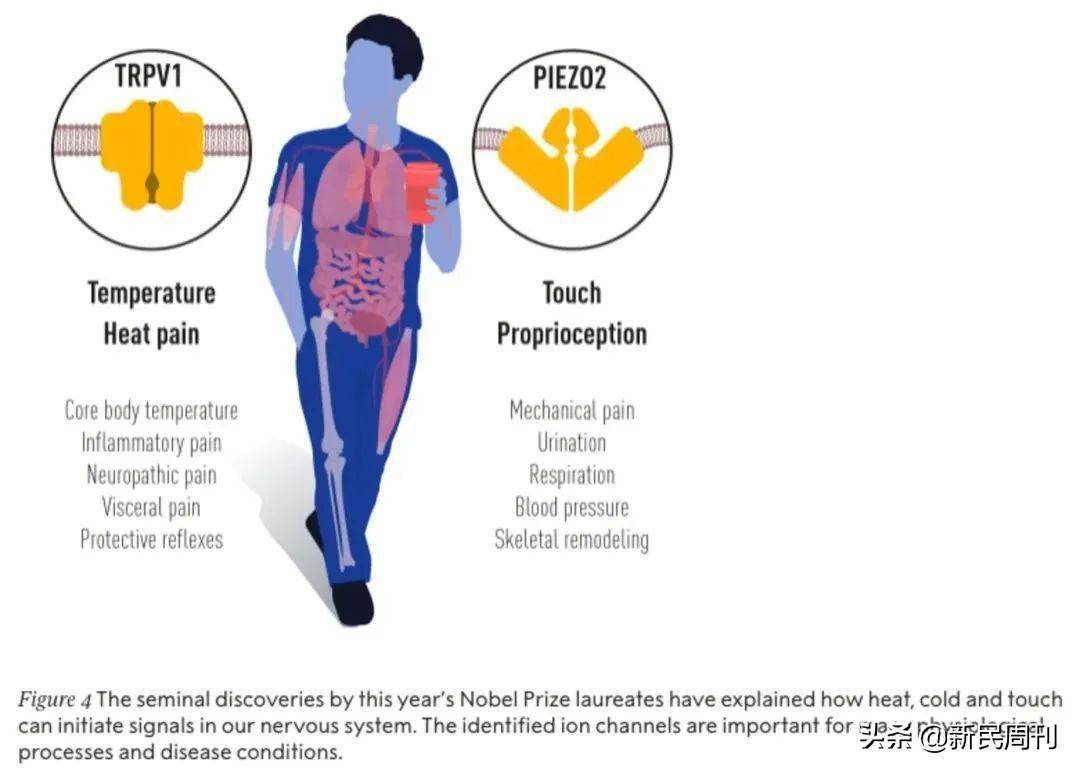 降低|良医 | 一吃辣就拉肚子正常吗？