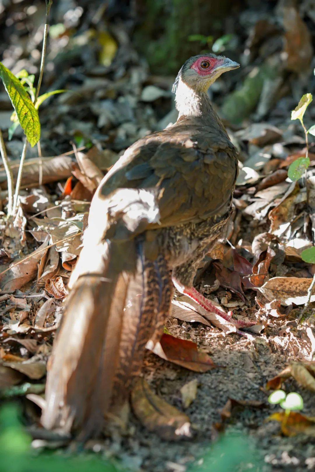 cop15 | 云南,怎么可以这么好看!