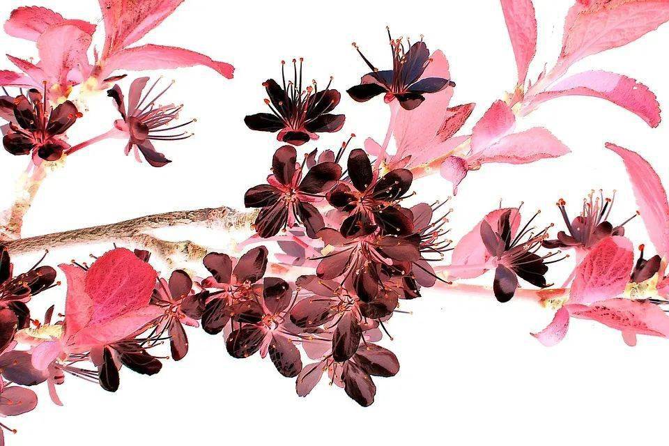 桂花 牡丹 杜鹃 教你如何用绝美英文来介绍 Stands