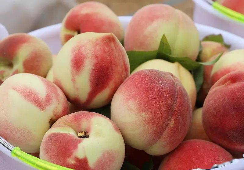 密云晚桃"元春"上市,甜蜜打开方式桃你喜欢