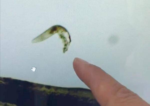 进行痒痒痒！杭州姑娘种完睫毛，两眼竟查出虫子…