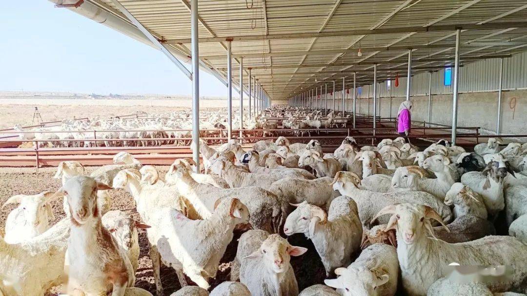 大靖镇现代养殖产业园羊舍