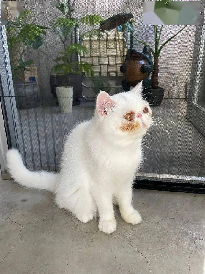 自带铲屎官家的加菲猫竟然自带腮黄