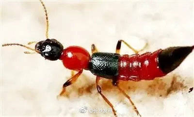 毒虫|近期长沙出现的这种毒虫要小心！