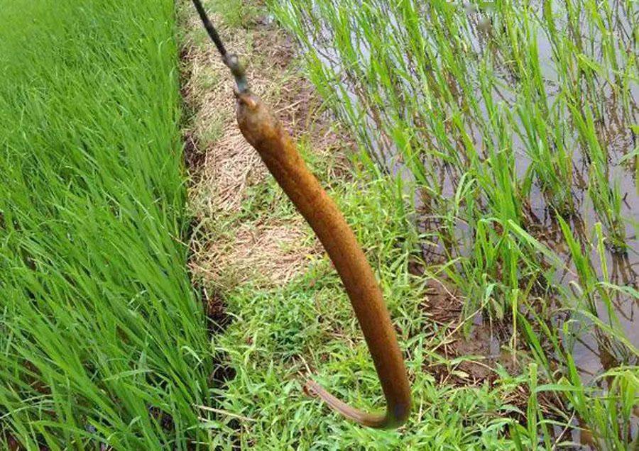 老家钓黄鳝的人很多关键要知道怎么找洞