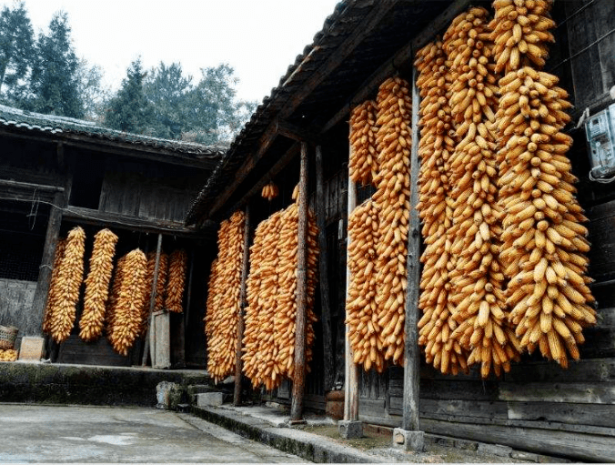 冬藏粮食图片