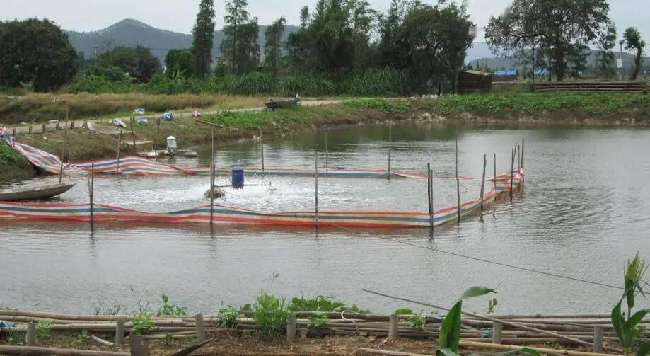 0米;并配备充氧设施;用海水或海水晶调节池水盐度,使其与虾苗场的虾苗