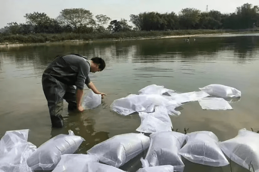 养殖户掌握以下三点,下塘成活率90%以上_鱼苗