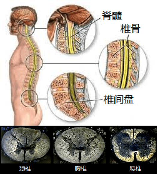 整天说神经大条,神经大条到底是怎样?