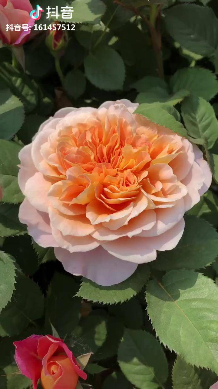 月季印象派(大花球一米七高)玩的就是高端大气28