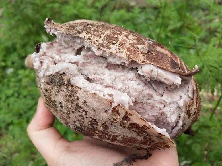 毛芋头怎样保存长期不烂( 毛芋头怎样保存长期不烂掉 )