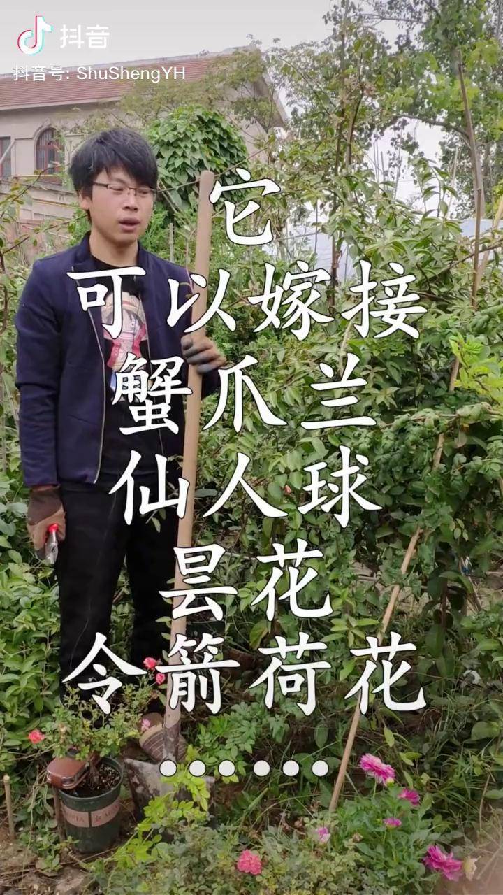 叶仙也叫叶仙人掌,可以嫁接蟹爪兰,仙人球,昙花等花卉,嫁接后根系强大