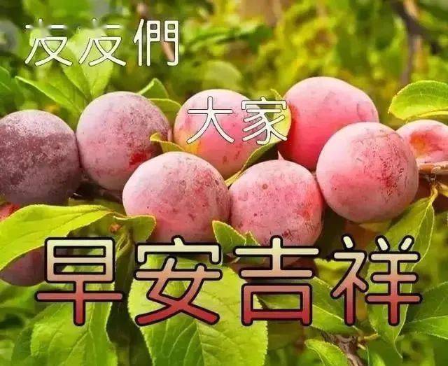 早上好表情包圖片大全秋日清晨早安問候圖片友誼問好語句文字