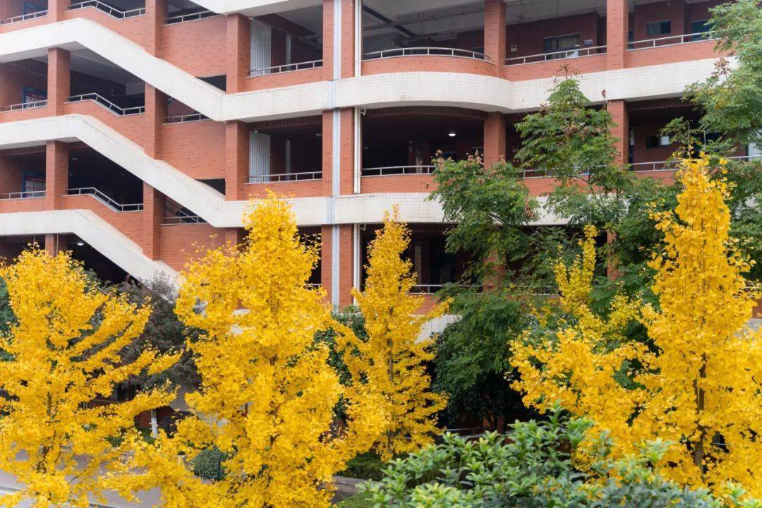 中学  长雅的秋天 也是美出一番别样的风味 火红,金黄,深绿 长沙市