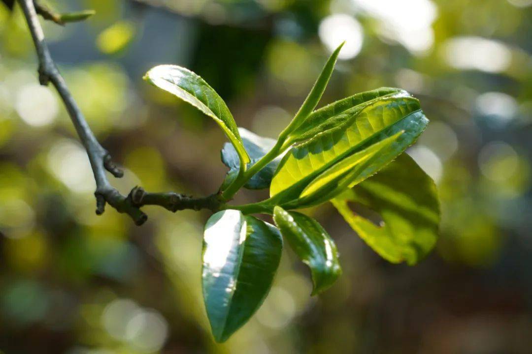 【cop15进行时】古茶树丨中国茶的顶级资源