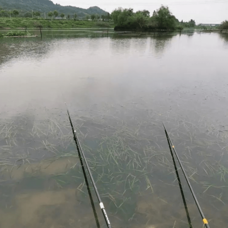 学会钓浮的这两个技巧，鱼群上浮，等着连杆就行了_条件