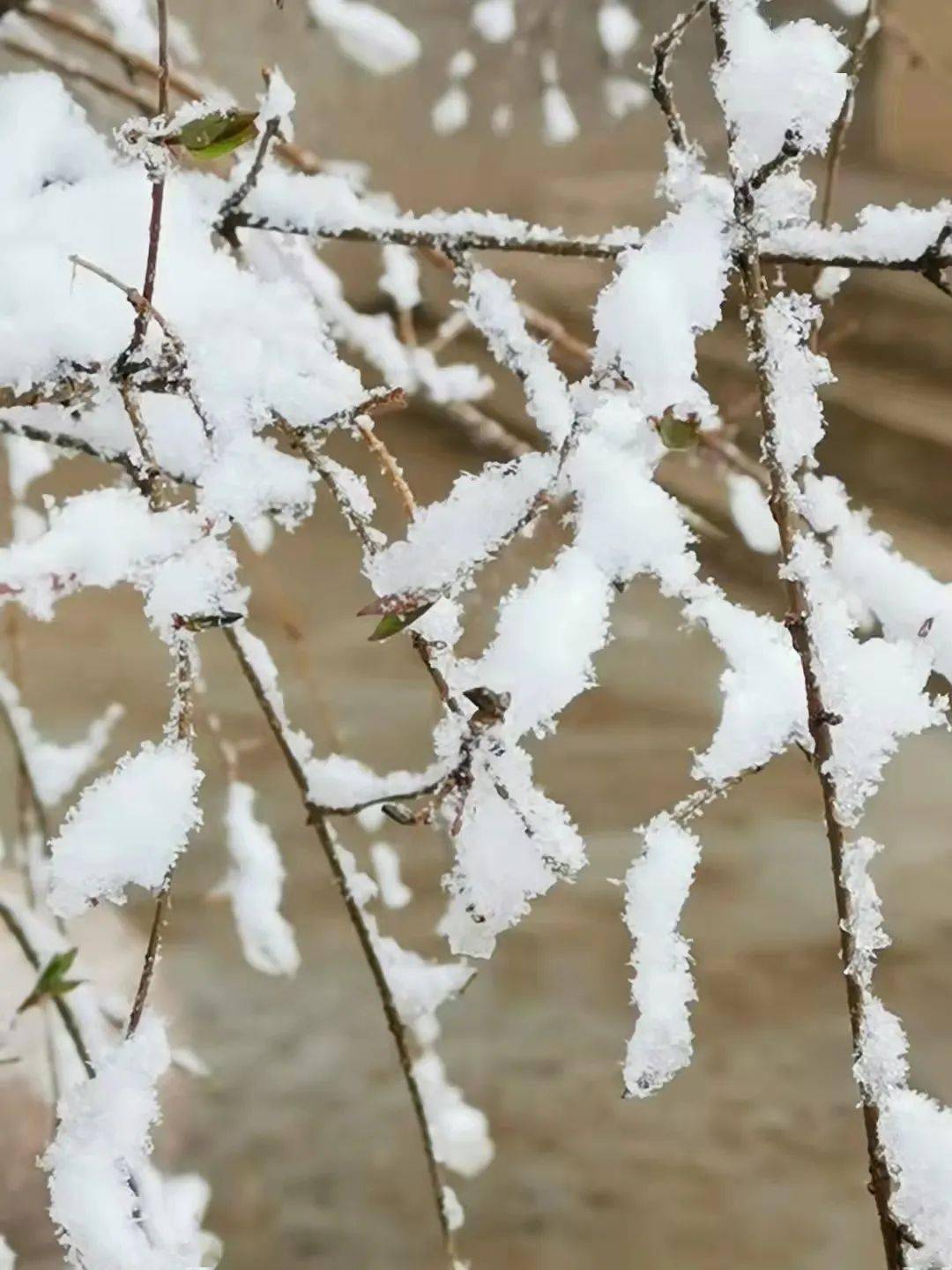 看看臨夏的秋雪~~_雨夾雪