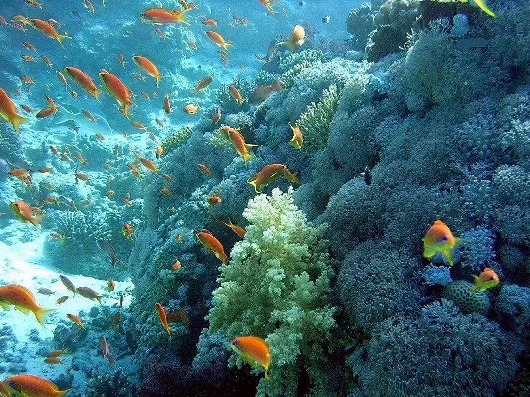 珊瑚为什么是违禁品