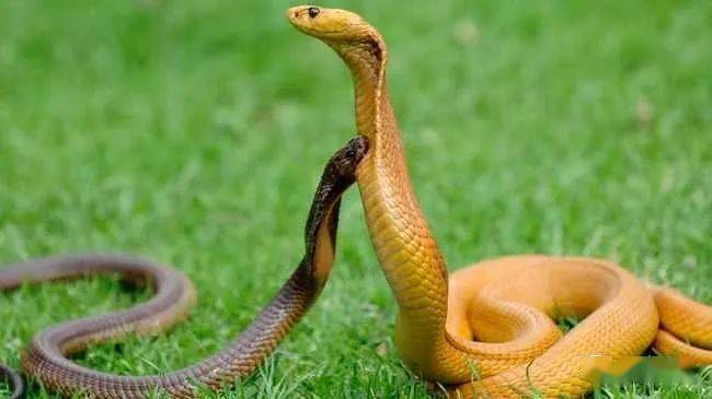 蛇什么时候出没 34cfd3ea2cbd4cdd93e3bda1c6615b17.jpeg