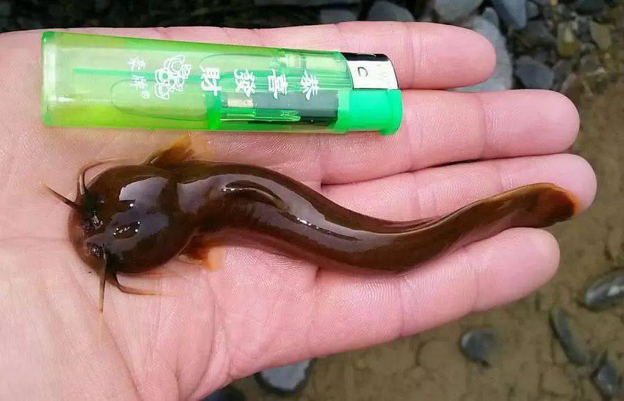 有人专门养殖此鱼200多元一斤,我们叫它"水蜂子"鱼