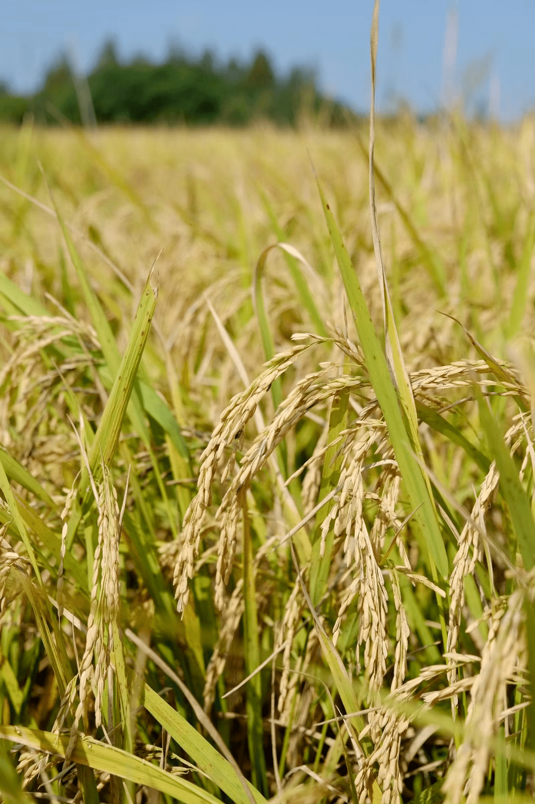 学习识米之心,体会农心所在|世界粮食日_稻米