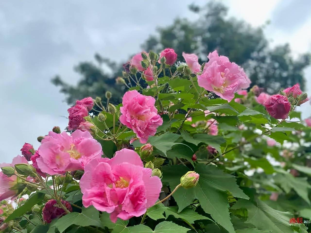 芙蓉花开未来一个月成都全域可赏